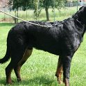 chien DM (42)